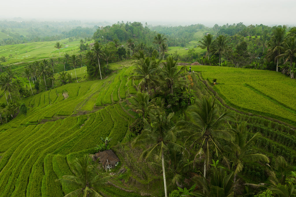Reisanbau in Thailand mit Palmen 